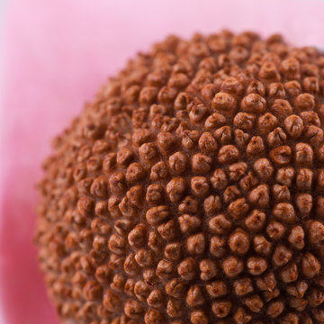 Fruto de pl&aacute;tano de sombra