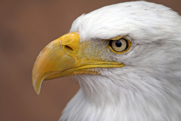 Weißkopfseeadler (Haliaeetus leucocephalus)