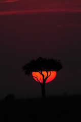 African acacia at sunset