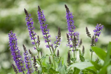 Salvia in the garden