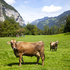 Fototapeta na wymiar Szwajcarska Krowy w polu trawy