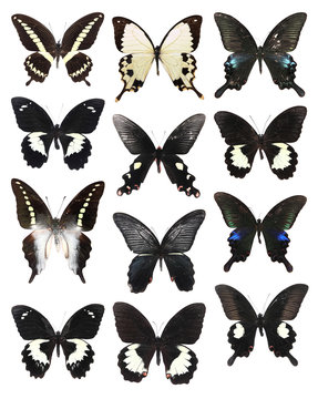 Very Many white and black butterflies