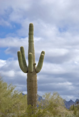 Saguaro cactus in Arizona desert
