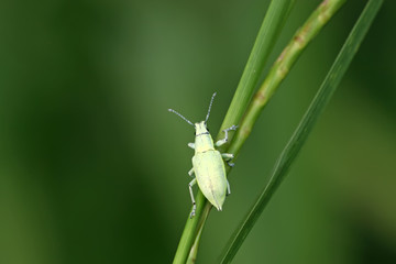 green weevil