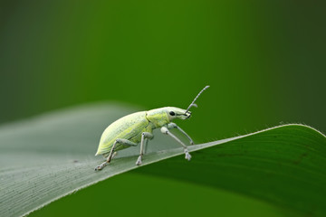 green weevil