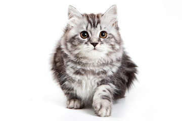 British kitten on white background