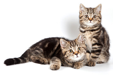 British kitten on white background