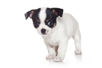 Obraz premium Chihuahua puppy on white background