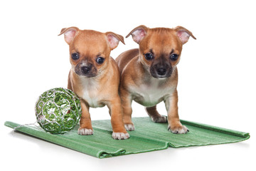 Chihuahua puppy on white background