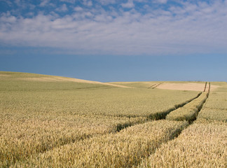 Spuren im Kornfeld
