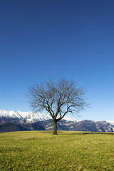 Solitary tree on blue sky