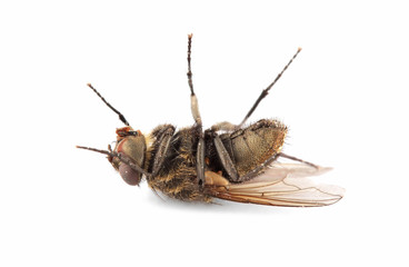 Dead house fly on white