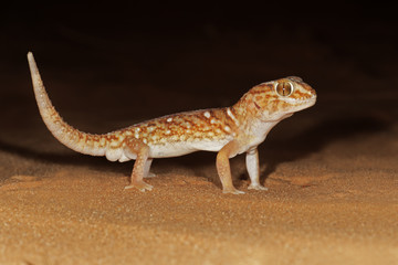 Giant ground gecko