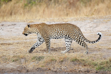 Naklejka premium Leopard walking