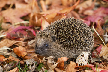 Igel