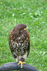 hawk