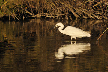 Little egret hunting in shallow water, golden sunset lighting