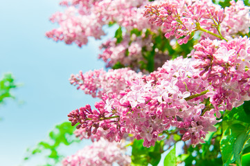 The lilac flowers