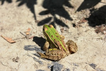 Junger Frosch