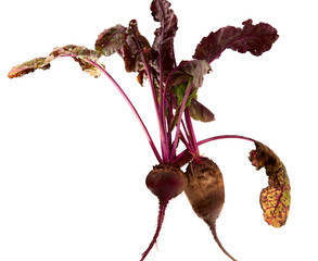 beet with leaves