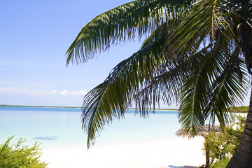 Plakat Palm w Plaża Cayo Santa Maria.