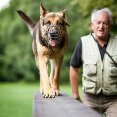 Master and his obedient (German shepherd) dog