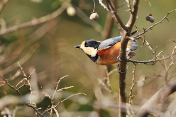 エゴノキのヤマガラ