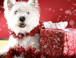 White puppy