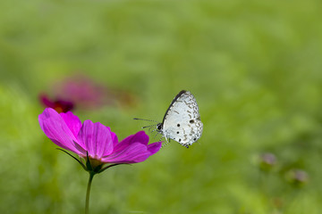 Closed up Chrysanthemum with butterfly