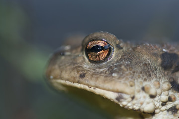 Portrait de crapaud