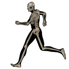 High resolution conceptual 3D human for anatomy