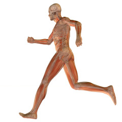 High resolution conceptual 3D human for anatomy