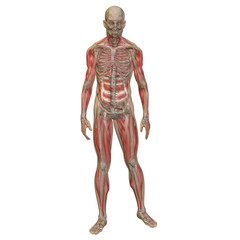 High resolution conceptual 3D human ideal for anatomy