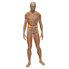 High resolution conceptual 3D human ideal for anatomy
