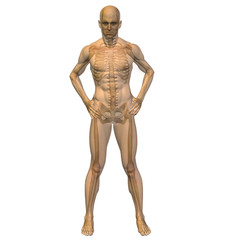 High resolution conceptual 3D human ideal for anatomy