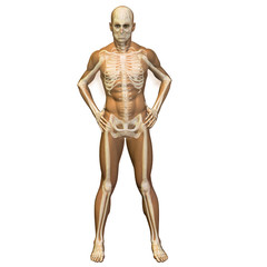 High resolution conceptual 3D human ideal for anatomy