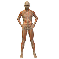High resolution conceptual 3D human ideal for anatomy