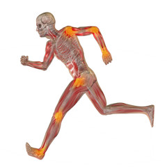 High resolution conceptual 3D human for anatomy