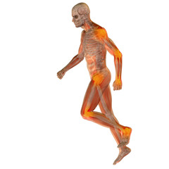 High resolution conceptual 3D human for anatomy