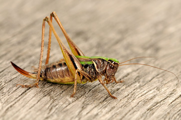 Heuschrecke
