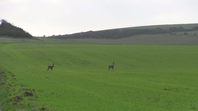 chevreuils