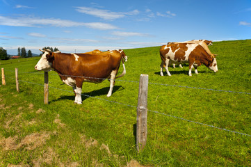 Fototapeta na wymiar Pasture in Bavaria