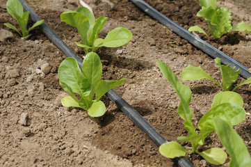Lechugas, riego por goteo.