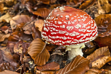 Amanita muscaria