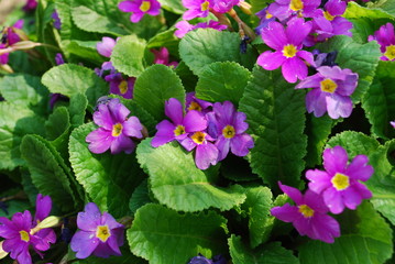 Kwiaty © Jacek Rodak