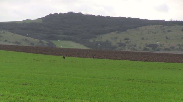 chevreuil se sauvant