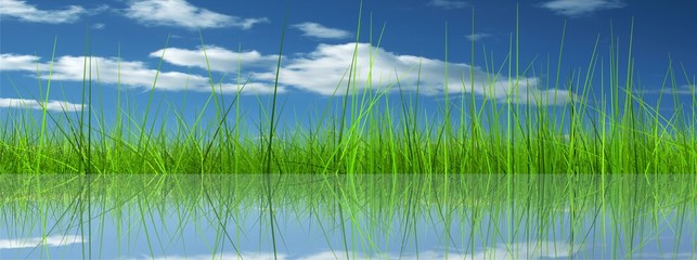 Green grass over a blue sky background