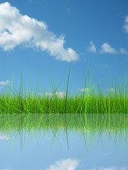 Obraz premium Green grass over a blue sky background