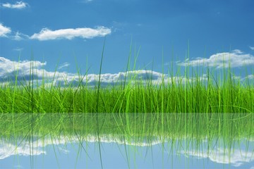 Obraz premium Green grass over a blue sky background