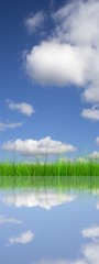Green grass over a blue sky background